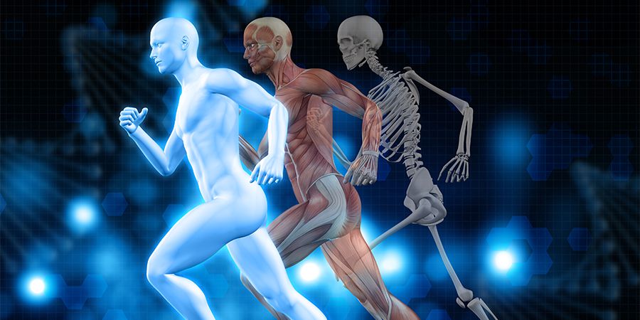 Organe -Größe, Funktionalität und Wirkungsweise